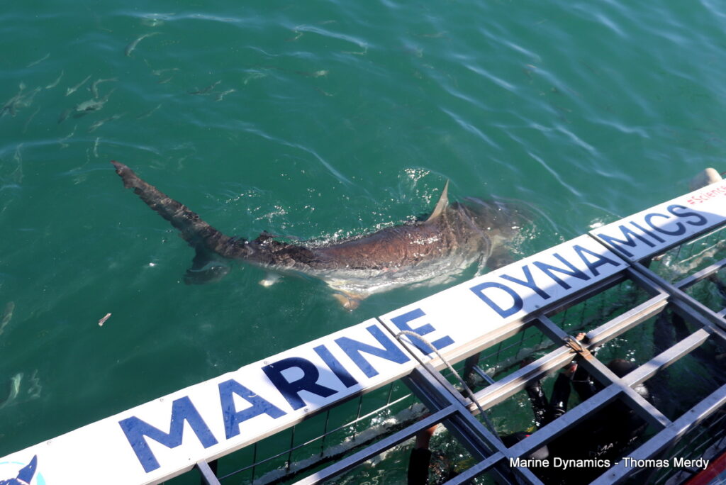 Shark cage diving, South Africa, Gansbaai