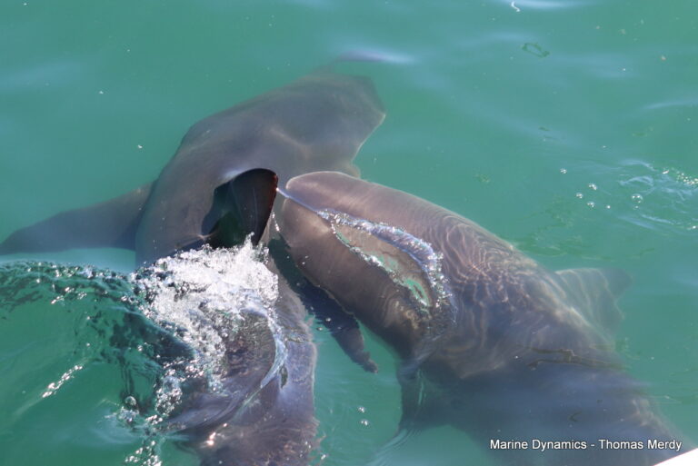 Shark cage diving, South Africa, Gansbaai