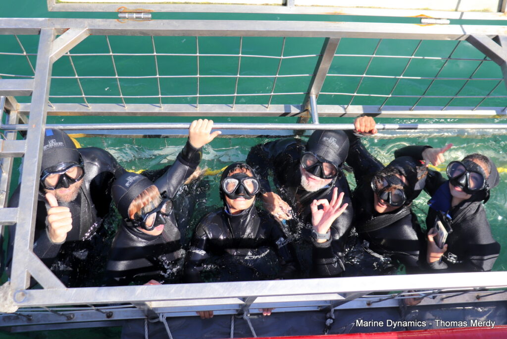 Shark cage diving, South Africa, Gansbaai