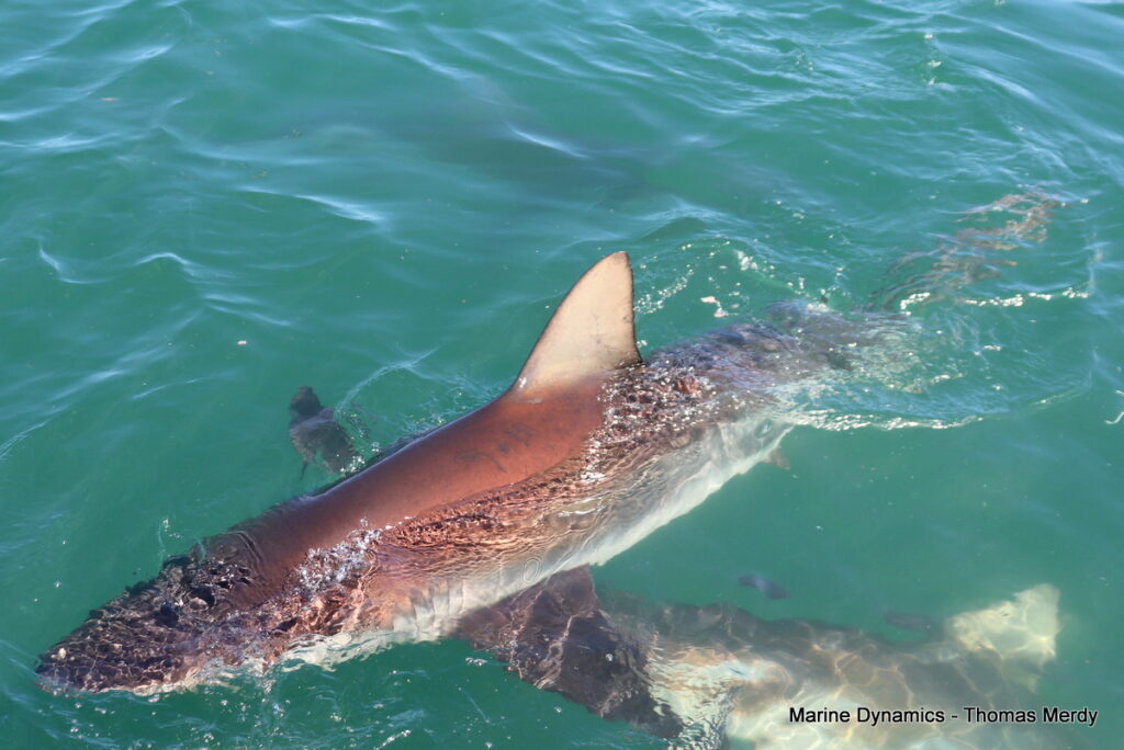 Shark cage diving, South Africa, Gansbaai
