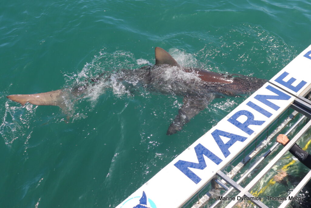Shark cage diving, South Africa, Gansbaai