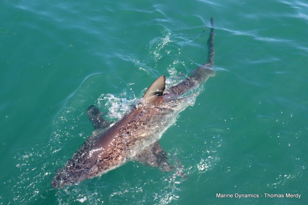 Shark cage diving, South Africa, Gansbaai