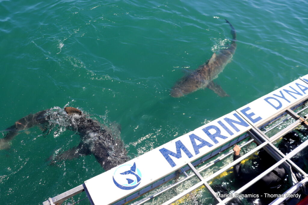 Shark cage diving, South Africa, Gansbaai