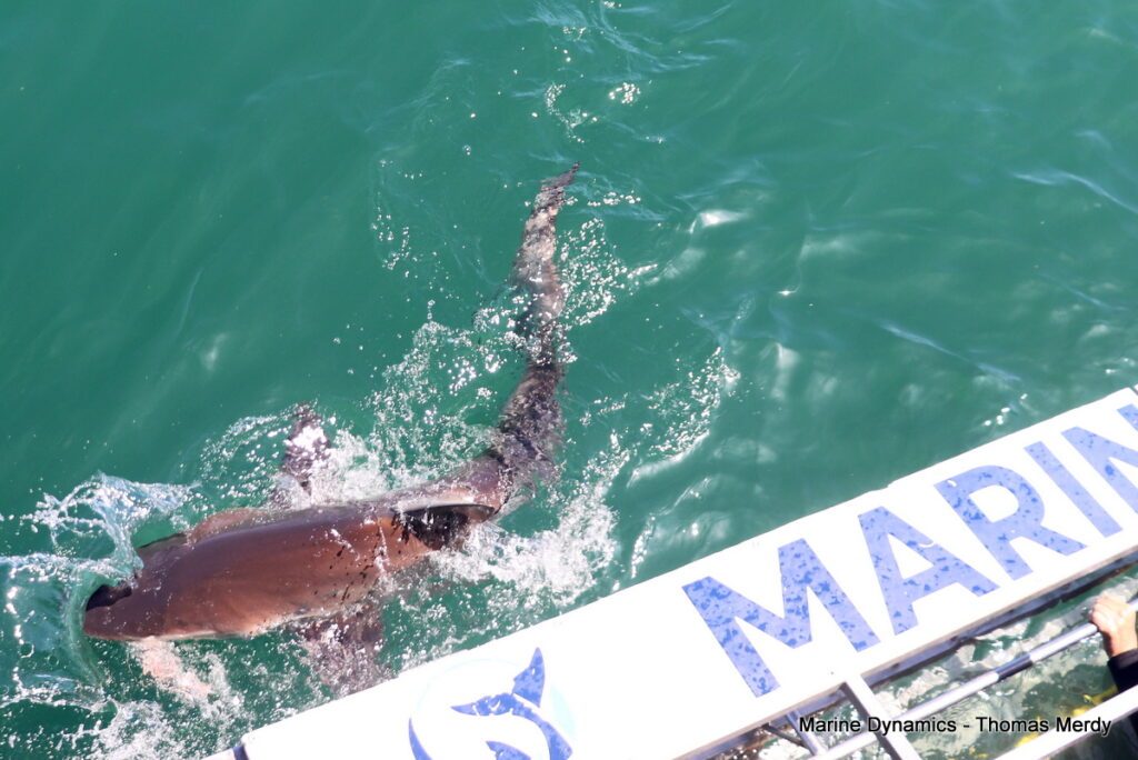Shark cage diving, South Africa, Gansbaai