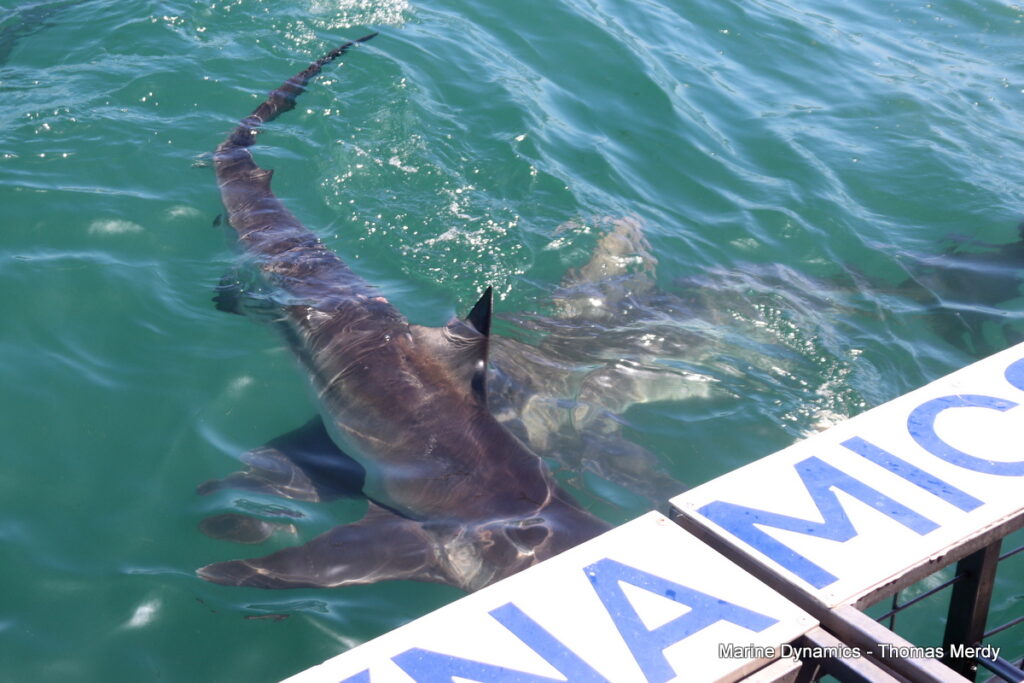Shark cage diving, South Africa, Gansbaai