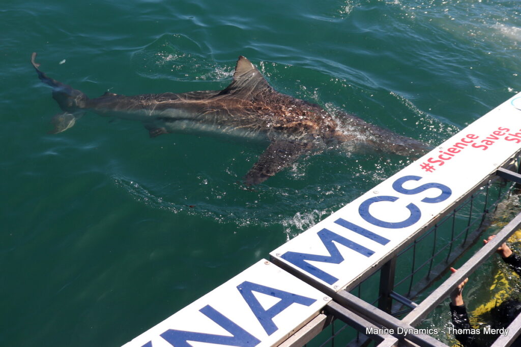 Shark cage diving, South Africa, Gansbaai