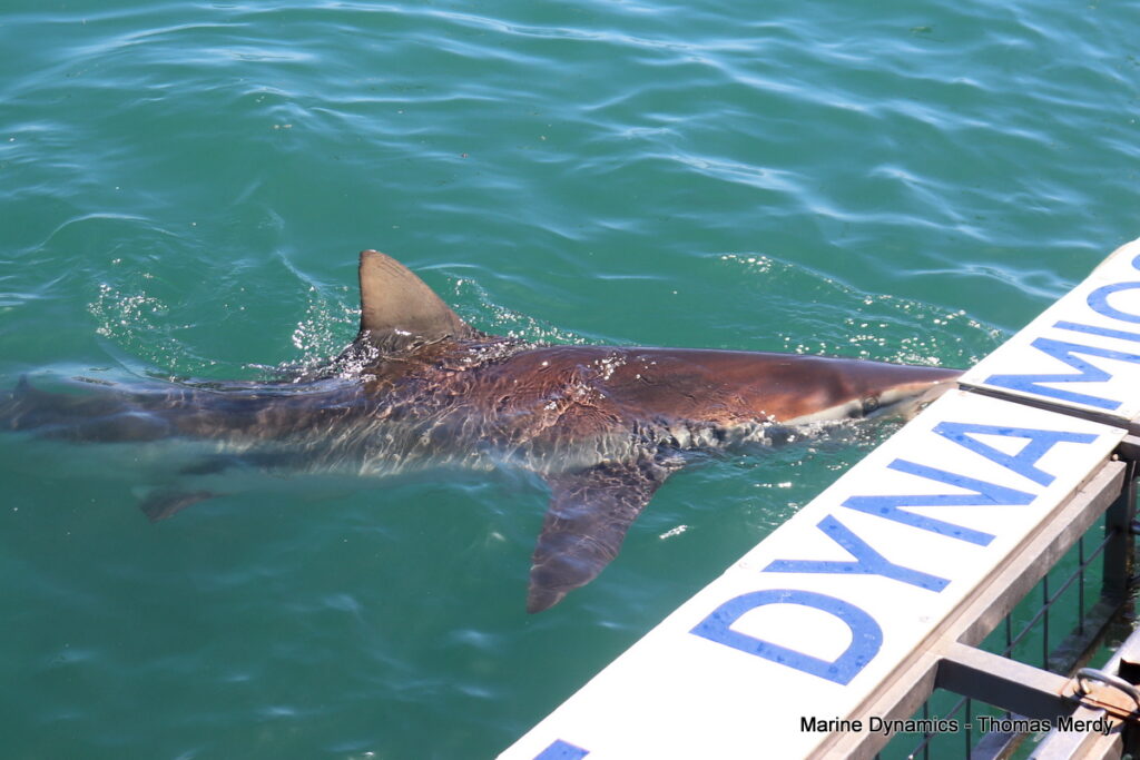 Shark cage diving, South Africa, Gansbaai