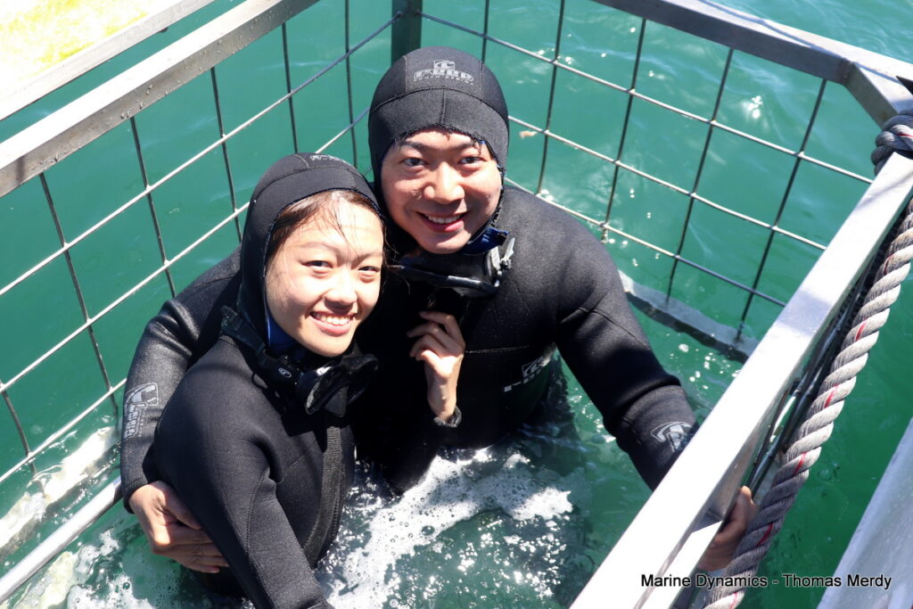 Shark cage diving, South Africa, Gansbaai