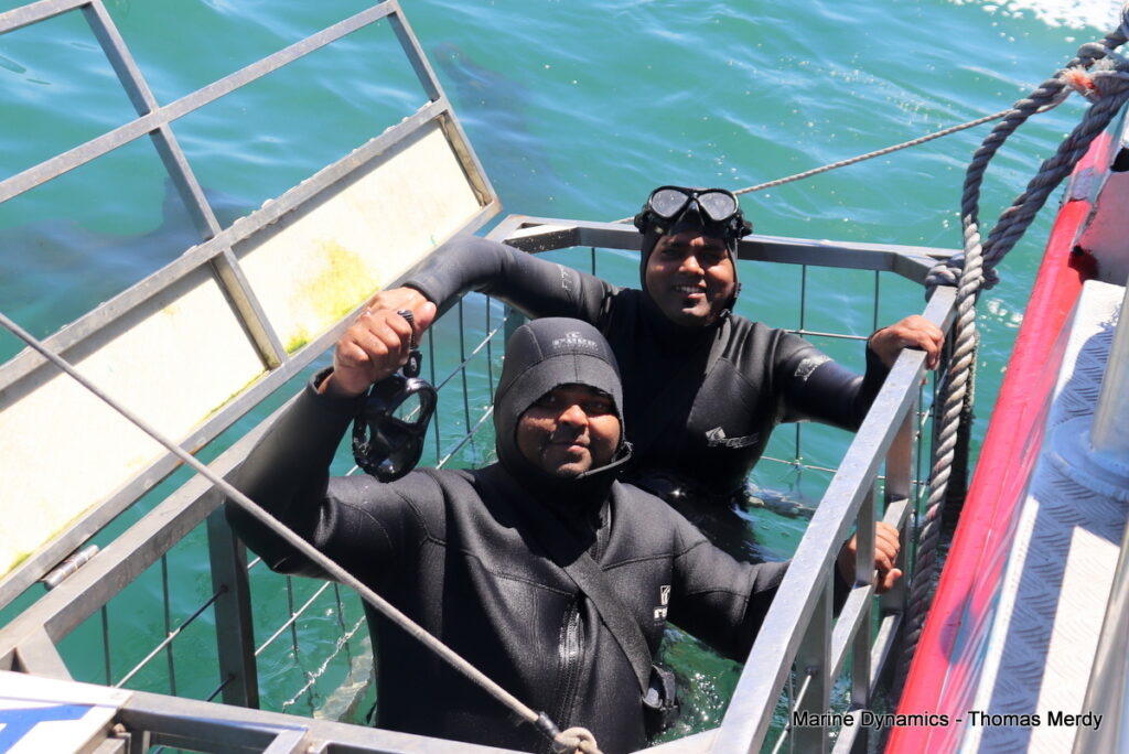 Shark cage diving, South Africa, Gansbaai