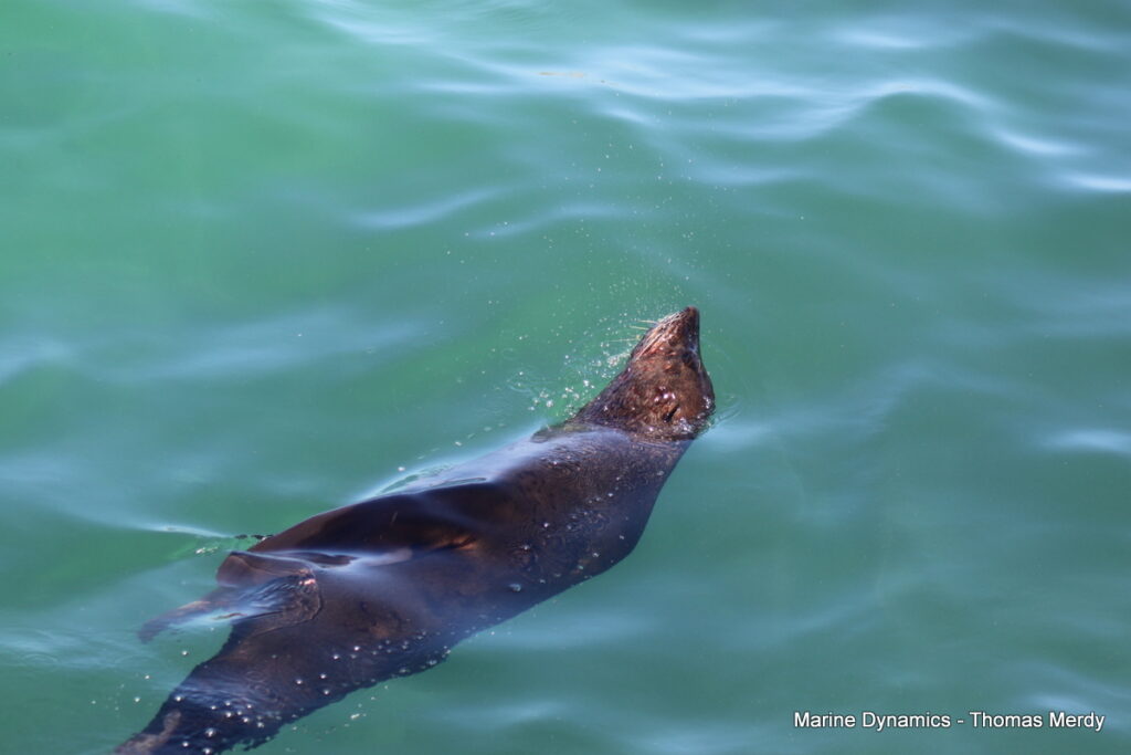 Shark cage diving, South Africa, Gansbaai