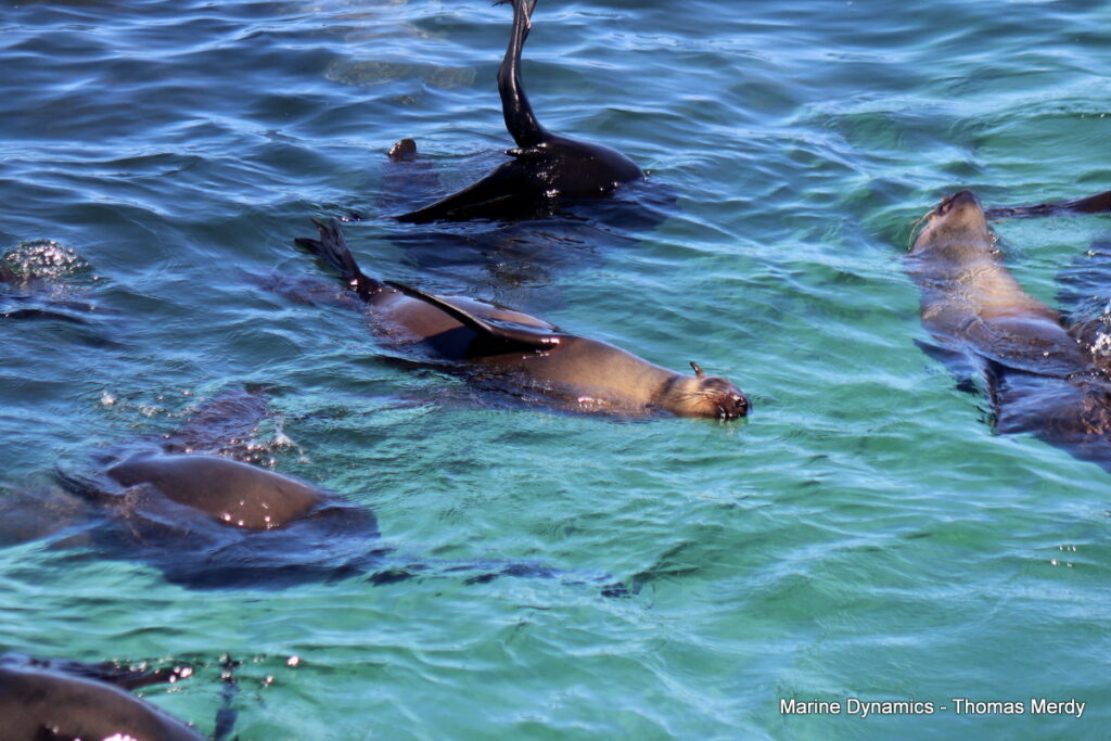 Shark cage diving, South Africa, Gansbaai