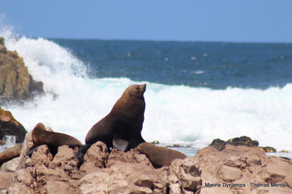 Shark cage diving, South Africa, Gansbaai