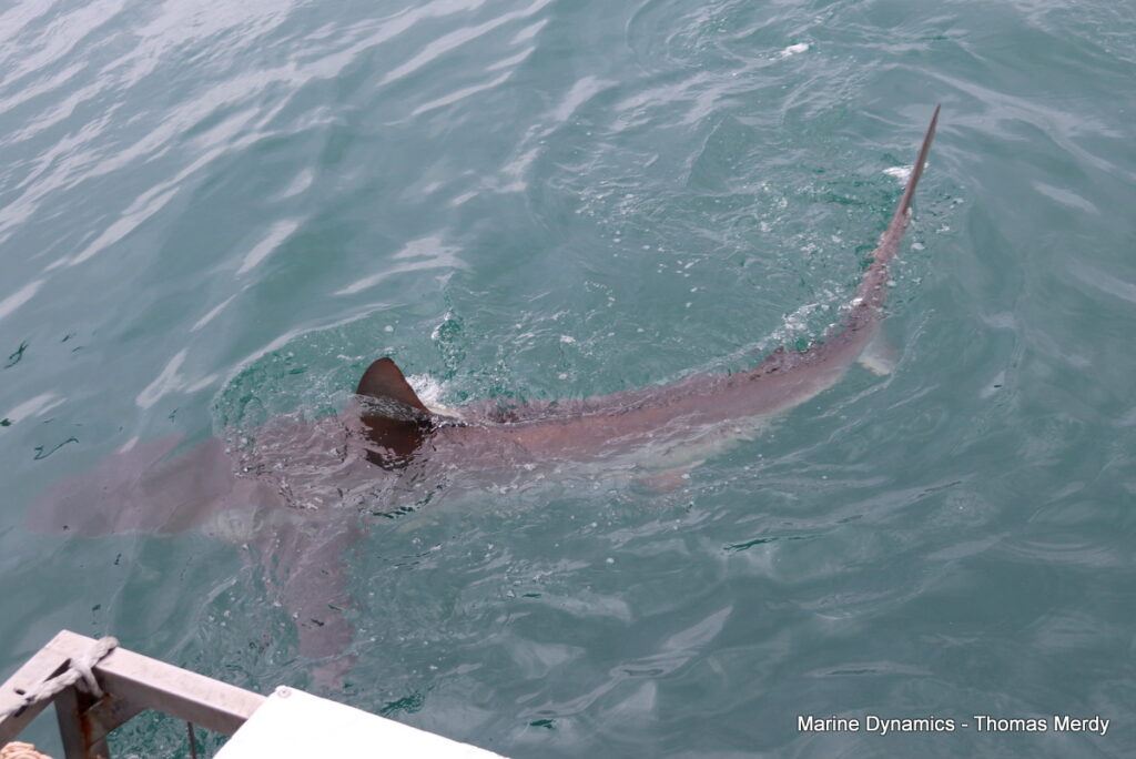 Shark cage diving, Gansbaai