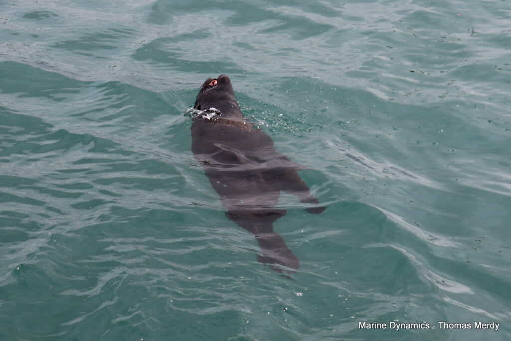 Shark cage diving, Gansbaai