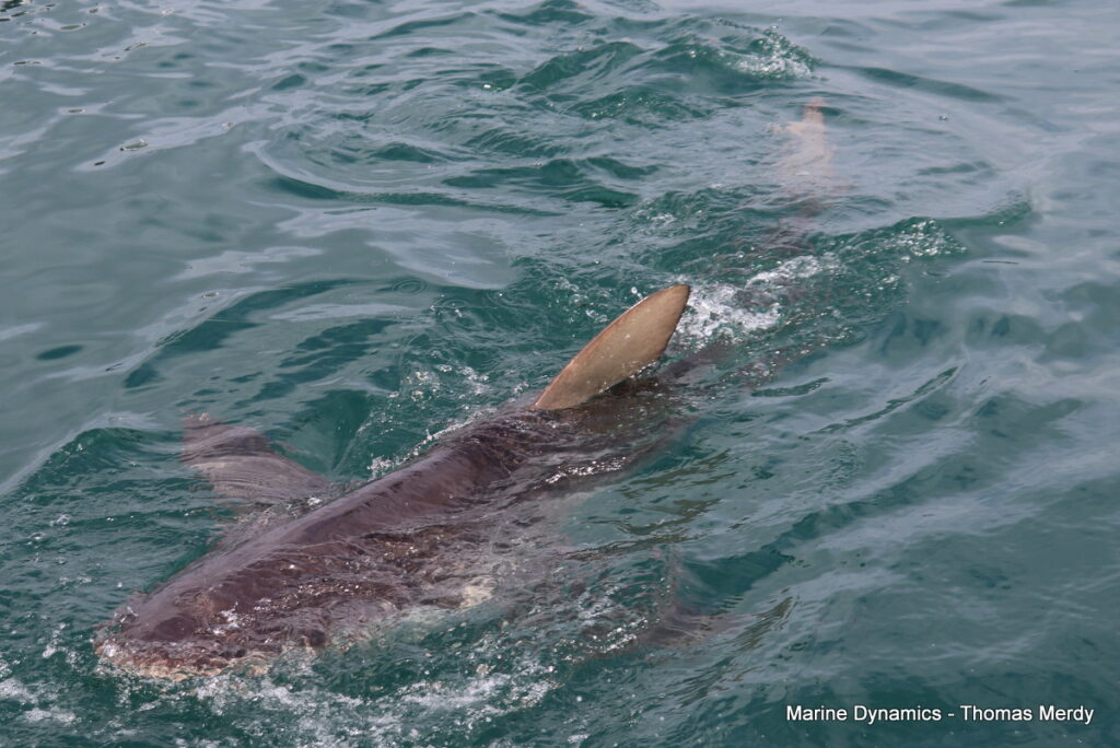 Shark cage diving, Gansbaai