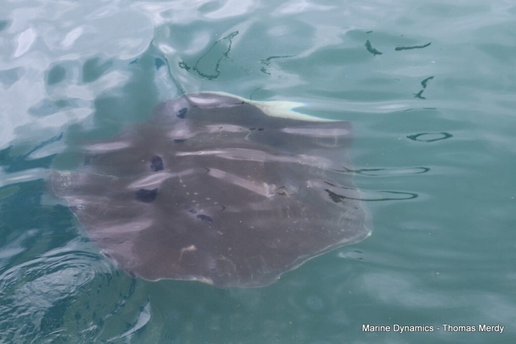 Shark cage diving, Gansbaai