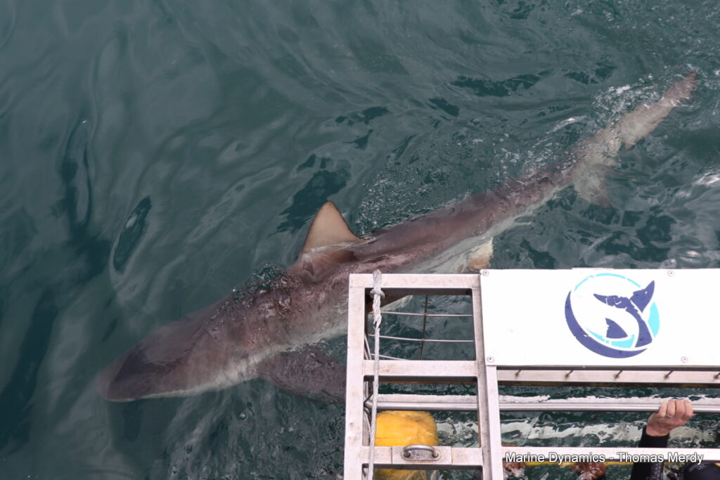 Shark cage diving, Gansbaai