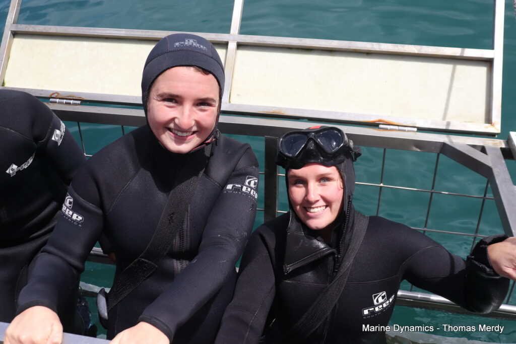 Shark cage diving, Gansbaai