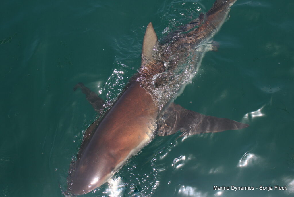 Shark cage diving, Gansbaai