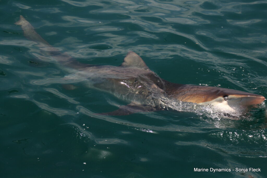 Shark cage diving, Gansbaai