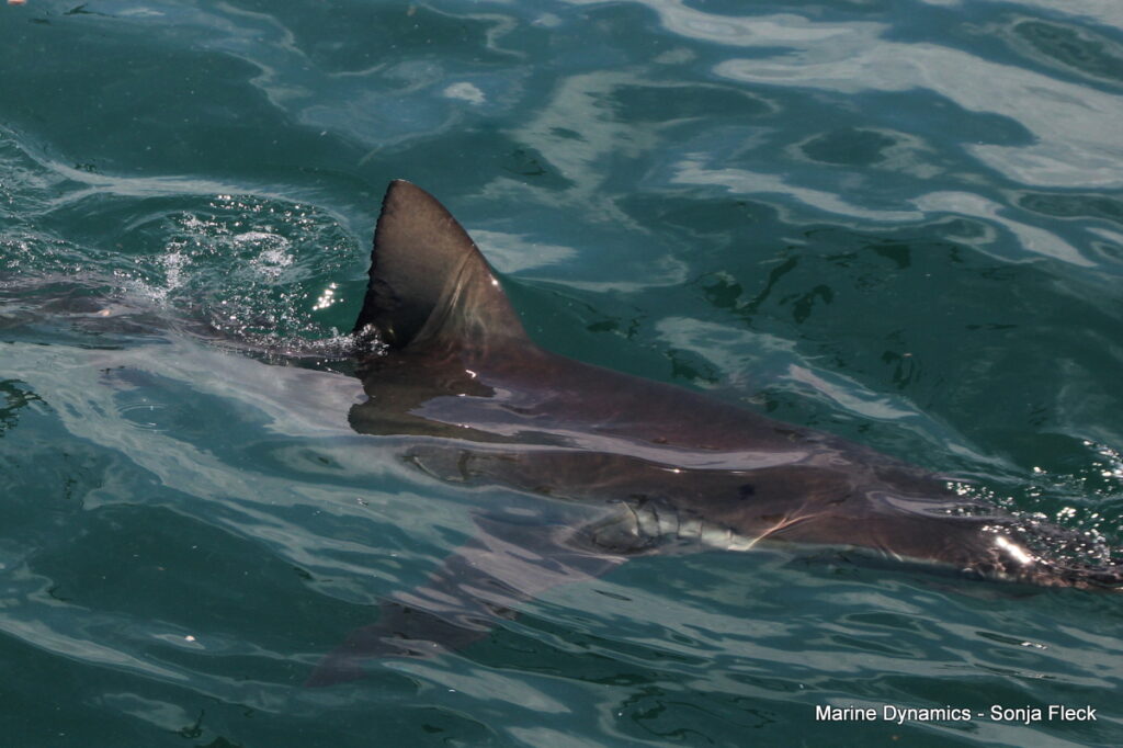 Shark cage diving, Gansbaai