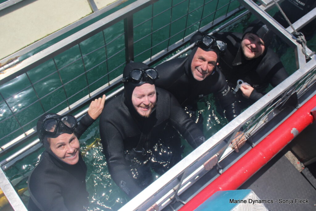 Shark cage diving, Gansbaai