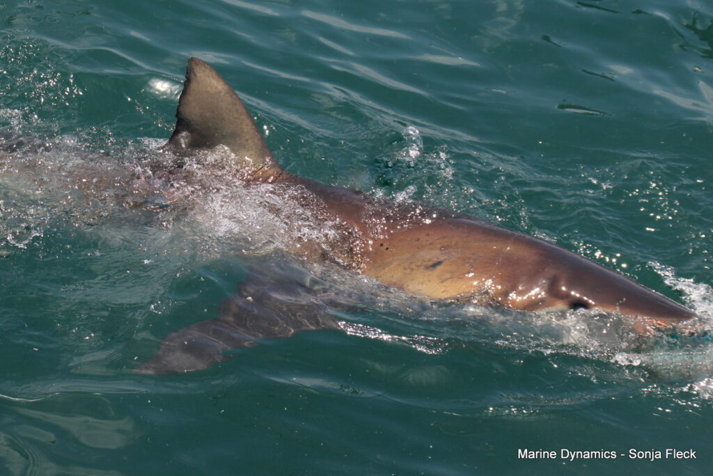 Shark cage diving, Gansbaai