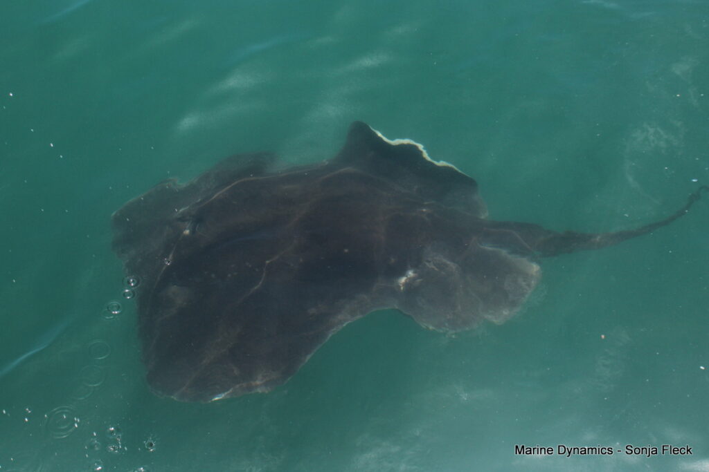 Shark cage diving, Gansbaai
