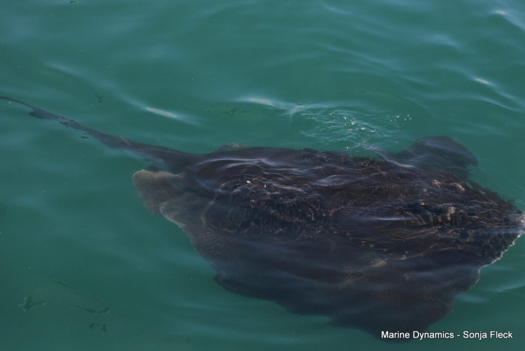 Shark cage diving, Gansbaai
