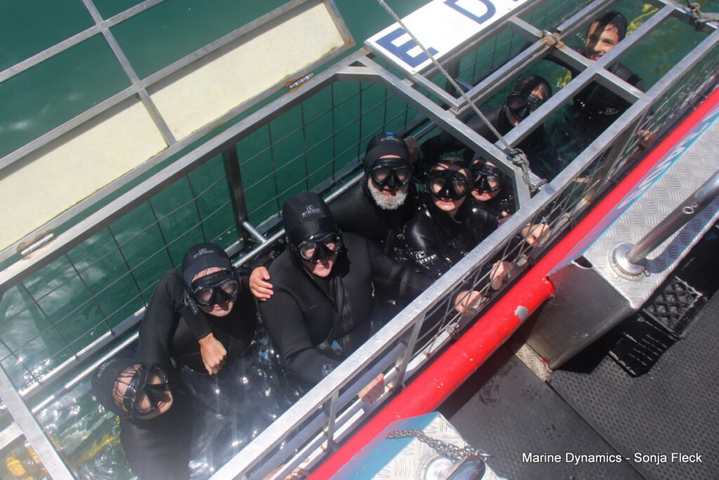 Shark cage diving, Gansbaai