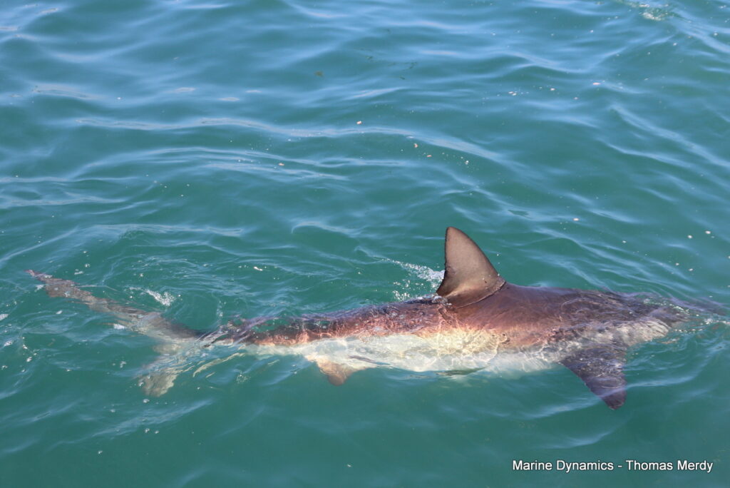 Shark cage diving, Gansbaai