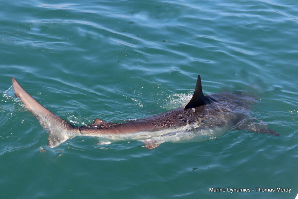 Shark cage diving, Gansbaai