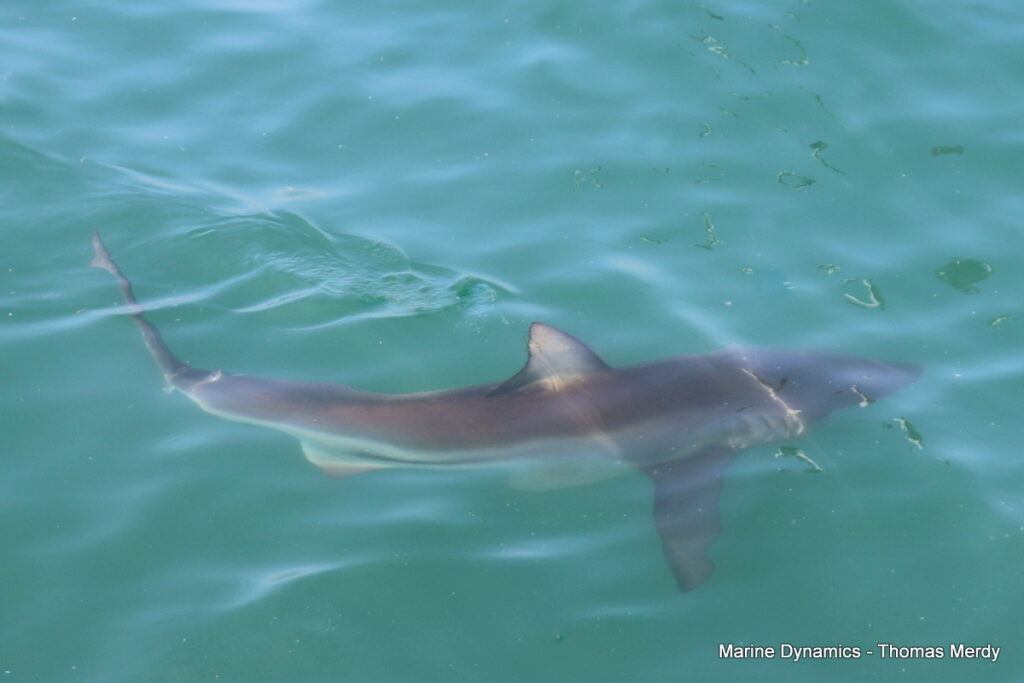 Shark cage diving, Gansbaai