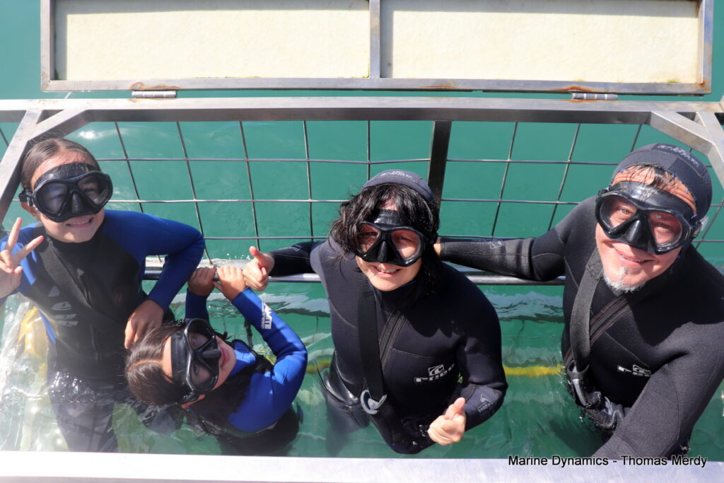 Shark cage diving, Gansbaai