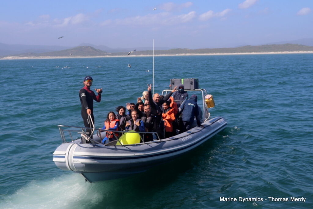 Shark cage diving, Gansbaai