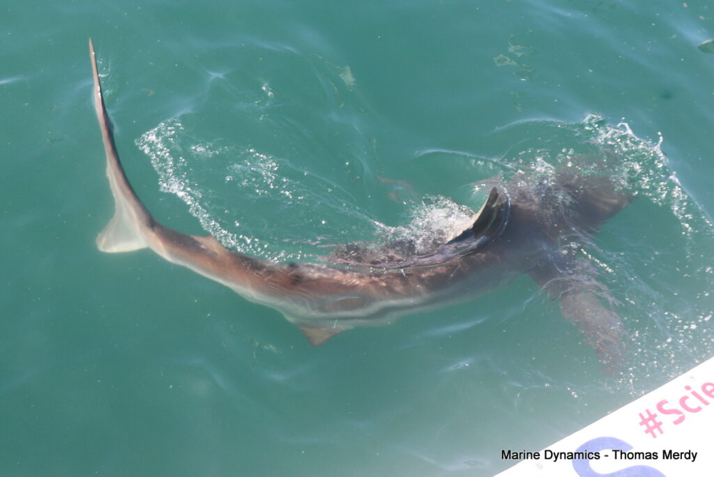 Shark cage diving, Gansbaai