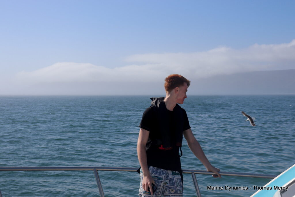 Shark cage diving, Gansbaai