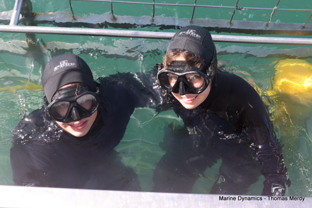 Shark cage diving, Gansbaai