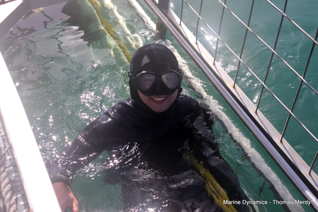 Shark cage diving, Gansbaai