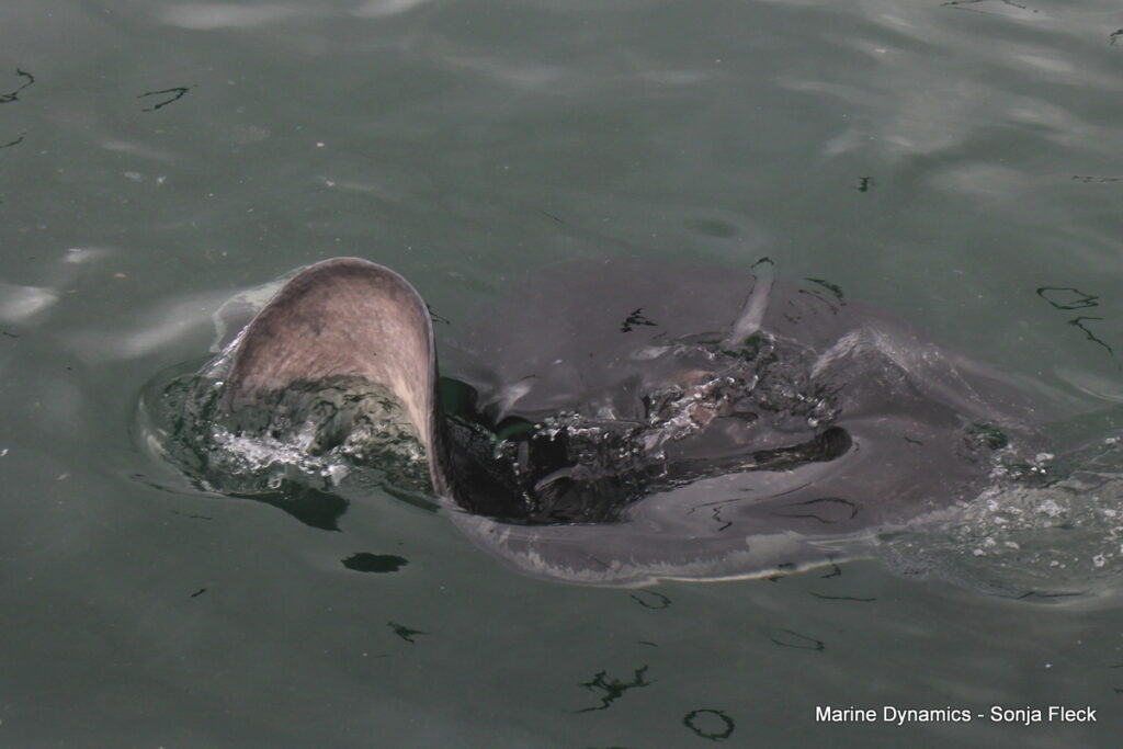 Shark cage diving, Gansbaai