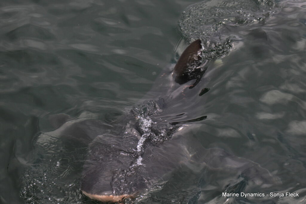 Shark cage diving, Gansbaai