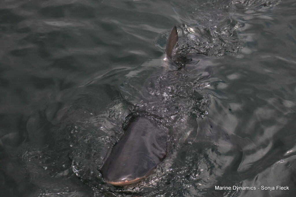 Shark cage diving, Gansbaai