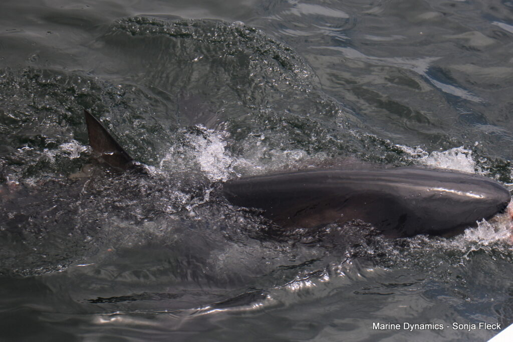 Shark cage diving, Gansbaai