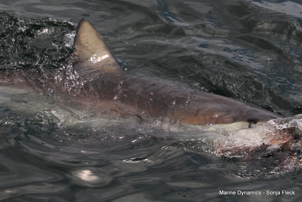Shark cage diving, Gansbaai