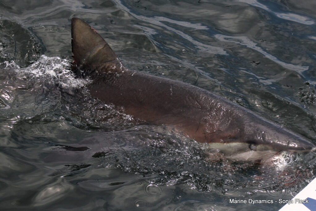 Shark cage diving, Gansbaai