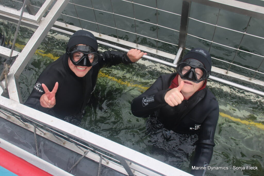 Shark cage diving, Gansbaai