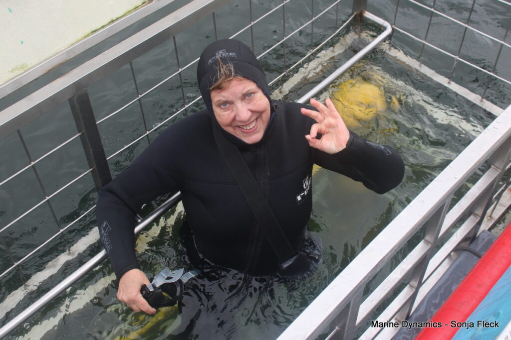Shark cage diving, Gansbaai