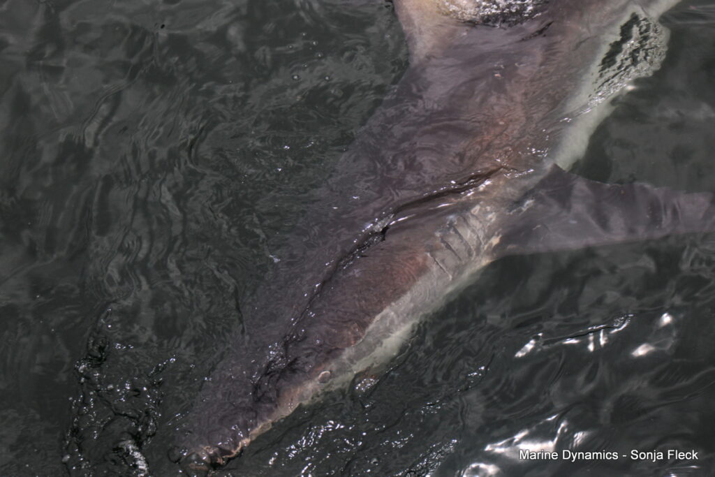 Shark cage diving, Gansbaai