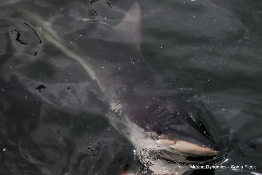 Shark cage diving, Gansbaai