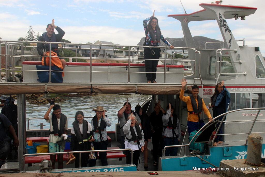 Shark cage diving, Gansbaai